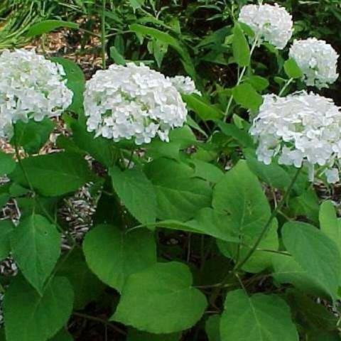 Annabelle hydrangea, white pompoms of flowers