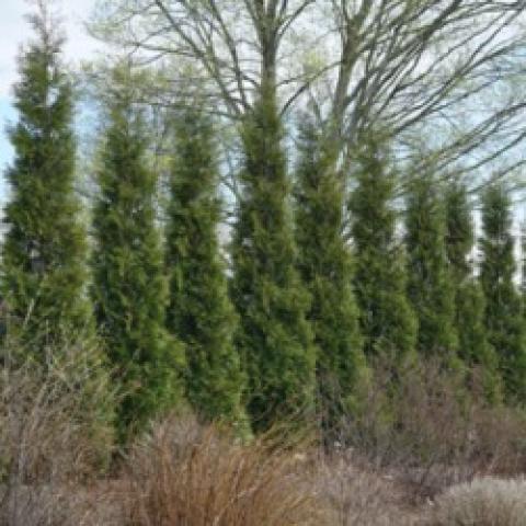 Wintergreen arborvitae, very narrow pointed evergreen