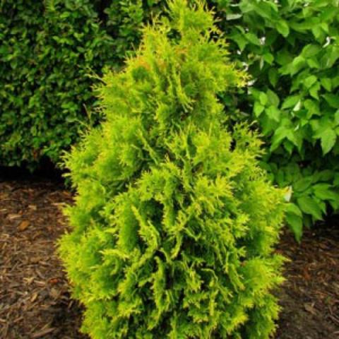 Thuja Yellow Ribbon, yellow-green narrow upright