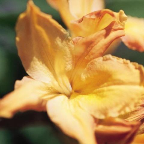 Azalea Golden Lights, gold flowers