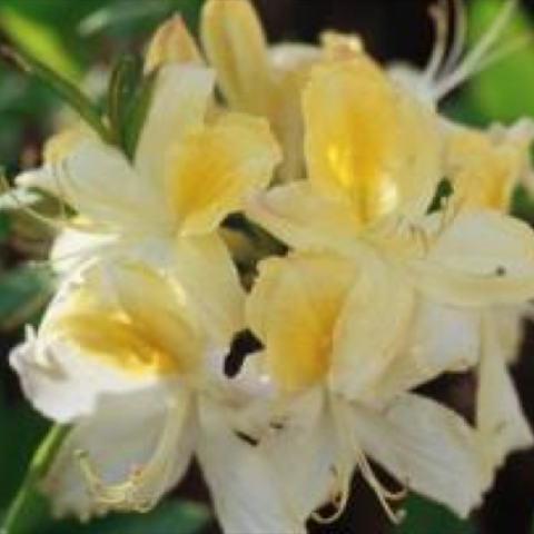 Azalea 'Northern HiLights', cream and yellow blooms