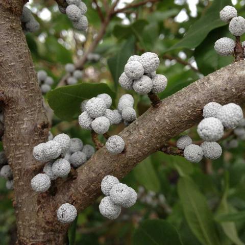 Silver Sprite bayberry, gray fruit along a branch