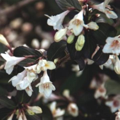 Weigela Tuxedo, almost black leaves, white tubular flowers