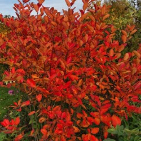 Aronia melanocarpa Elata, red-orange fall color