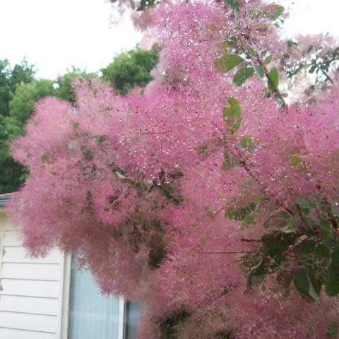 Cotton Candy smoketree close up of pink cottony "smoke"