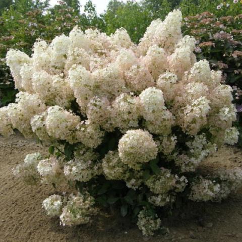 Hydrangea Bobo, white dense clusters of white blooms