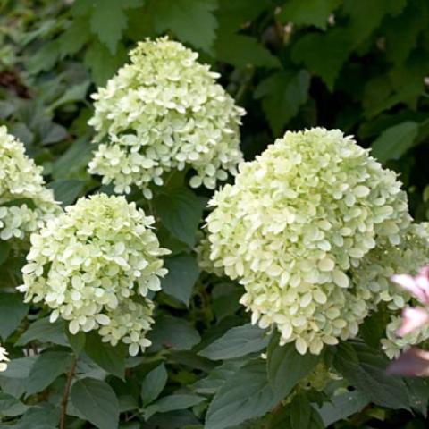 Greenish hydrangea blossoms, smaller than limelight variety.