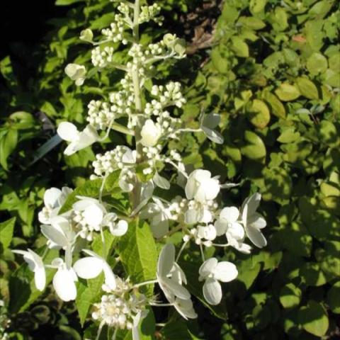 Hydrangea 'Pinky Winky', white blooms