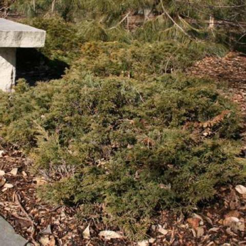 Juniperus Mini Arcadia, green semi-erect evergreen