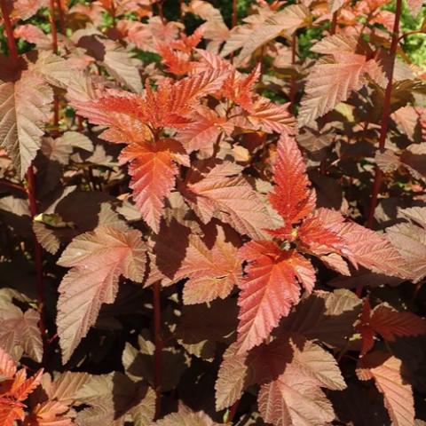 Physocarpus Lady in Red, coppery leaves with brighter red new growth