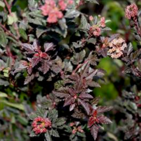 Physocarpus 'Donna May', showing reddish flowers and dark copper leaves