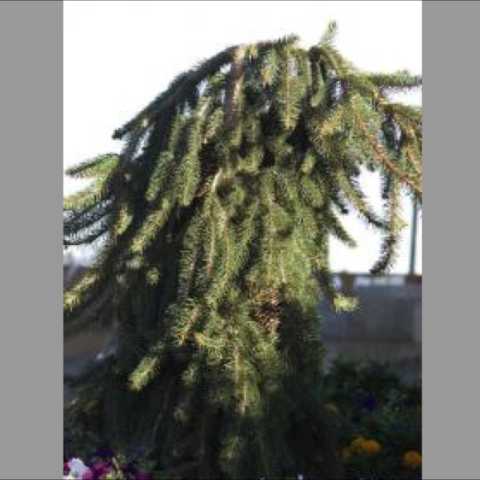 Picea 'Pendula', weeping evergreen