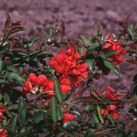 Quince, 'Texas Scarlet', bright red flowers