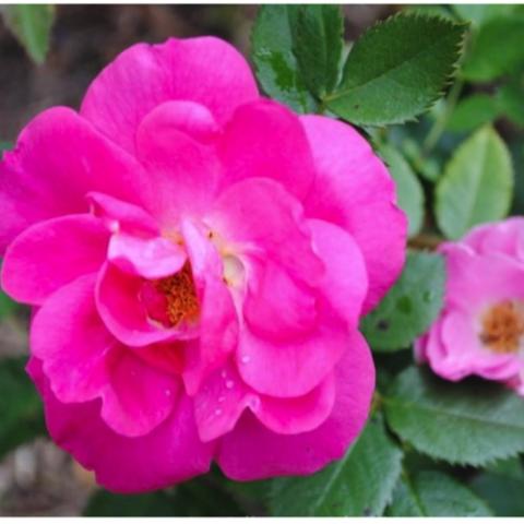 Rosa Felix Leclerc, bright pink semi-double rose