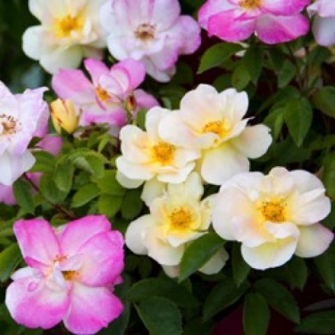 Rosa Peach Lemonade, flowers in light yellow, light pink, medium pink