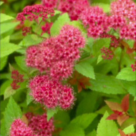 Spirea 'Magic Carpet', pink flowers