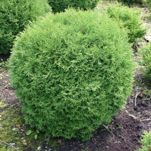 Thuja Tiny tim, green ball-shaped conifer