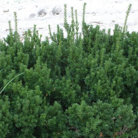 Taxus Dark Green Spreader, evergreen