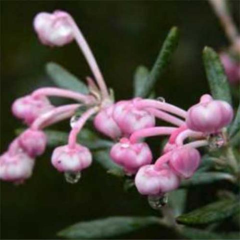 Andromeda Bergy Bit, gray green needle-like foliage and pink ball-like flowers on arced stems