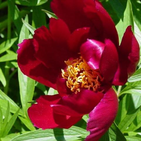 Paeonia 'Early Scout', dark red semi-double bloom