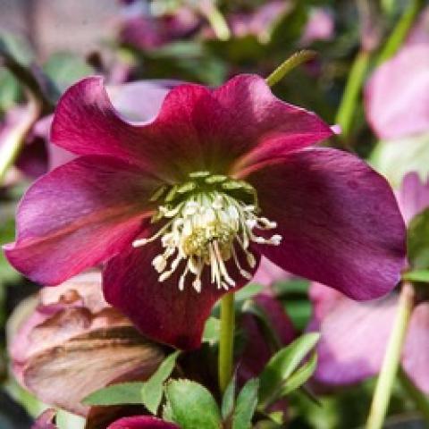 Red Lady hellebore, dusky red down-facing single