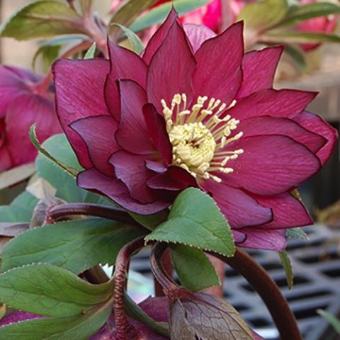 Helleborus Winter Jewels Red Sapphire, double dark wine red, gold center