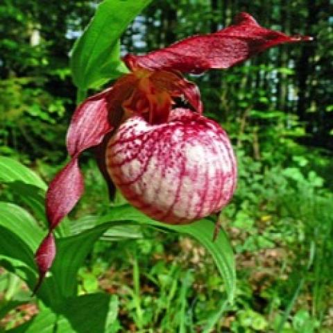 Cypripedium Anna, burgundy with white on the slipper