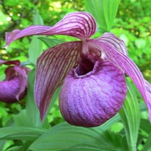 Cypripedium Henric, pink to burgundy