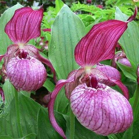 Cypripedium Mops, purple-red flowers with some paler striping