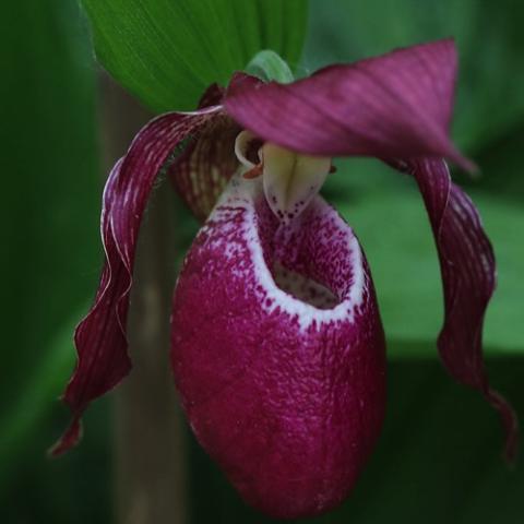 Cypripedium Phillip Dark, dark red-purple overall