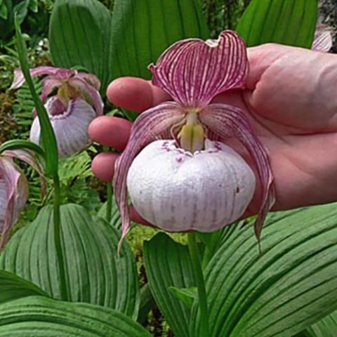 Cypripedium Sabine, white pouch and wine red striped petals