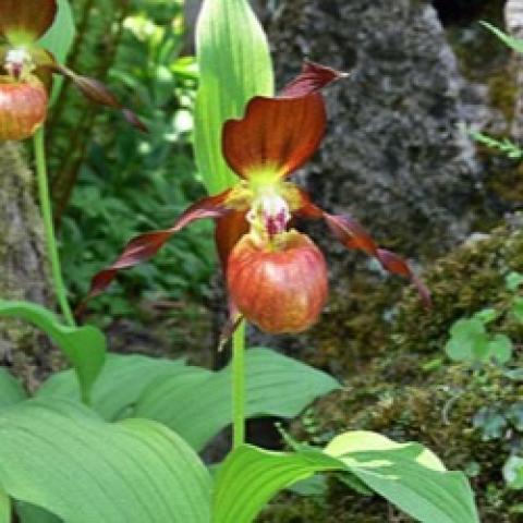 Cypripedium Schoko, chocolate-colored slipper and petals