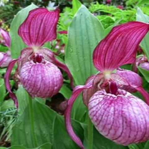 Cypripedium Ventricosum, pink and white striated slipper and dark pink petals