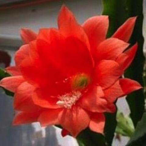 Epiphyllum Brown Bear, dark orange orchid cactus flower