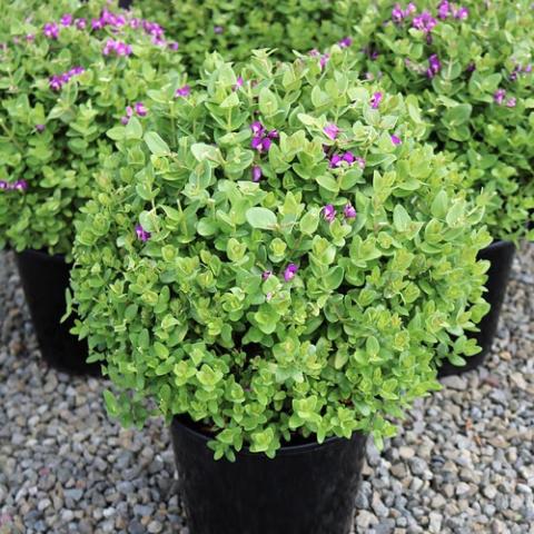 Polygala Petite Butterfly, round shrub with bright pink flowers