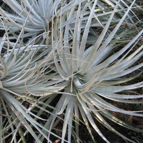 Puya coerulea var. violacea, silver spiky plants