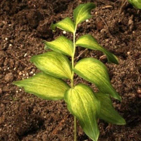 Dai Koga solomon's seal, variegated yellow and green leaves