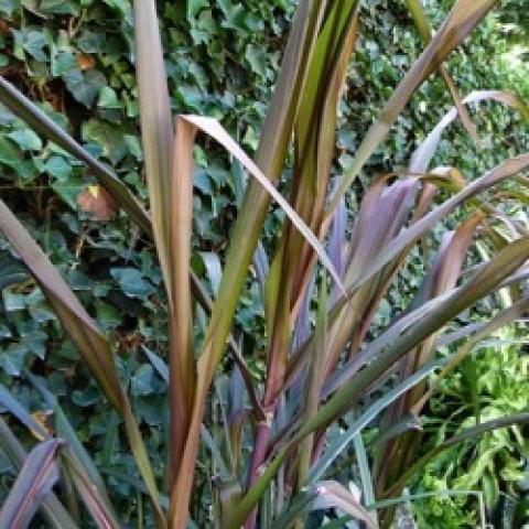 Purple Ribbon sugar cane, purple leaves