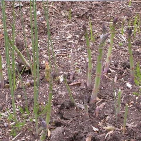 Green asparagus coming out of the ground