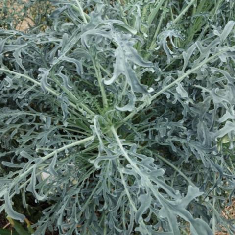 Broccoli Spigariello, gray-green divided foliage