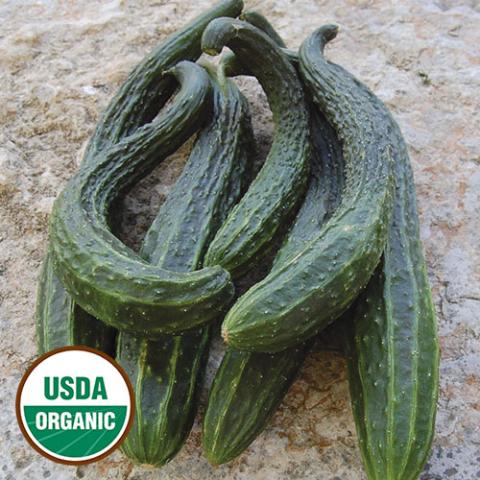 Suyo Long cucumbers, very thin sometimes curving green cukes