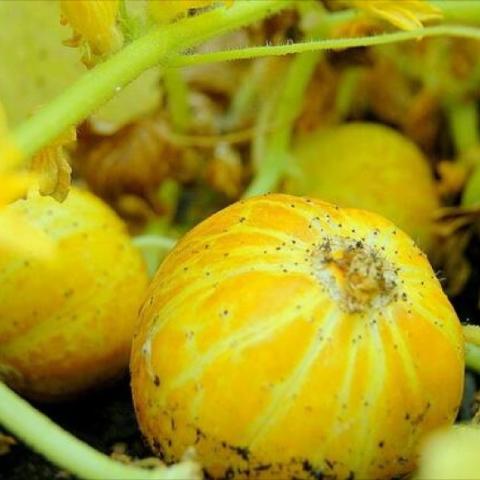 Lemon heirloom cucumber, bright yellow with lighter stripes