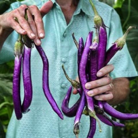 Chinese String eggplant, very thin purple eggplants