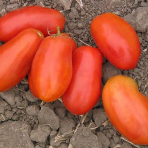 Grandma Mary's tomato, long red paste tomatoes