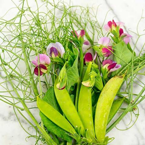 Magnolia Blossom Tendril peas, green pea pods and tendrils, pink flowers