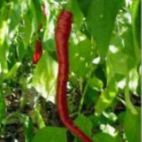 Aci sivri pepper, long red thin pepper