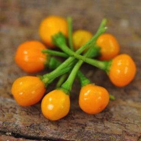 Aji Charapita peppers, yellow balls