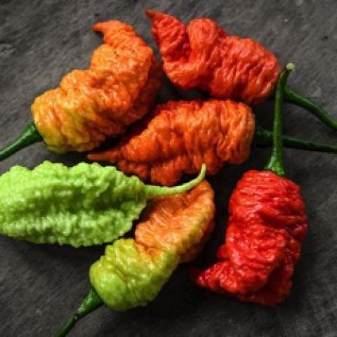 Death Spiral peppers, very wrinkled, green to orange to red