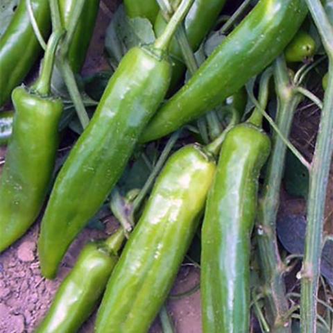 Hot Pepper El Eden, long green peppers