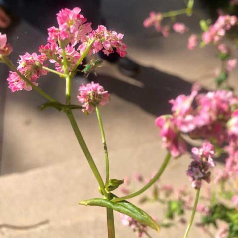 Takane Pink buckwheat flowers